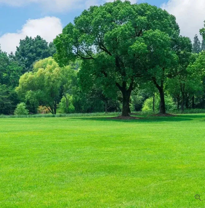 Healthy green dwarf grass lawn grown from evergreen seeds